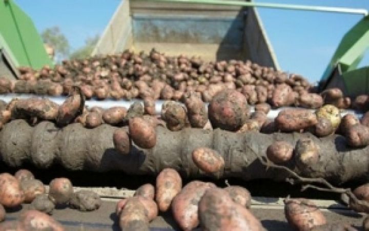 Закупочные цены на картофель упали втрое