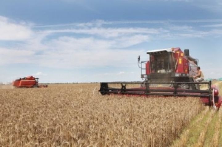 Украина собрала 42 млн тонн зерна
