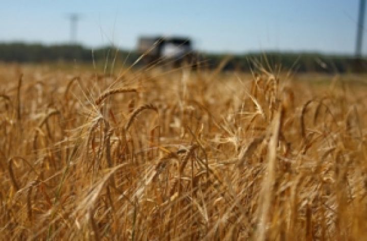 Украинские зернотрейдеры беспрепятственно могут экспортировать 5,5 млн тонн пшеницы