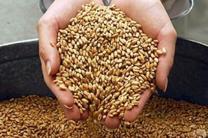 Филиппины могут сократить импорт фуражной пшеницы в 2013 году на 50%