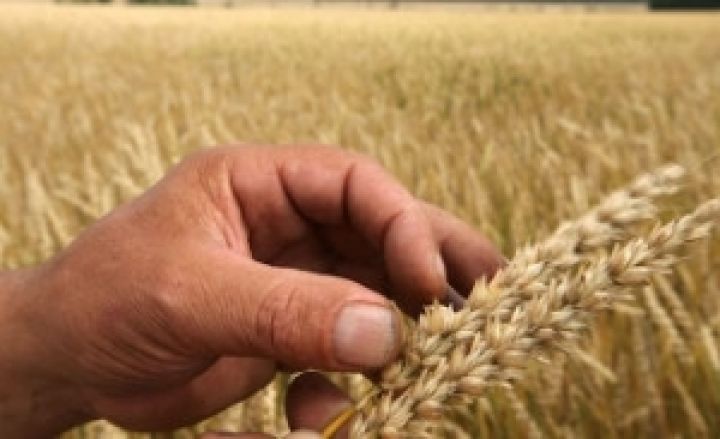 Из-за Украины цены на пшеницу в Европе выросли до максимума 