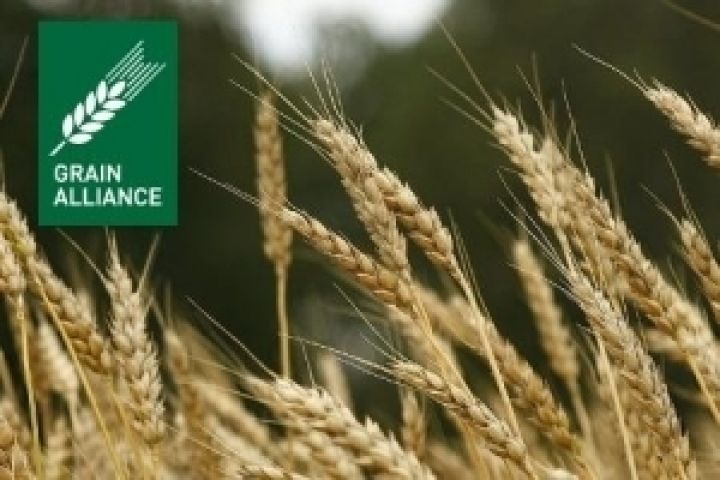 Grain Alliance посеяла 4,5 тыс. га озимых под урожай 2013 года
