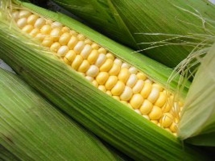 В Беларуси собрано 1,1 млн тонн кукурузы на зерно