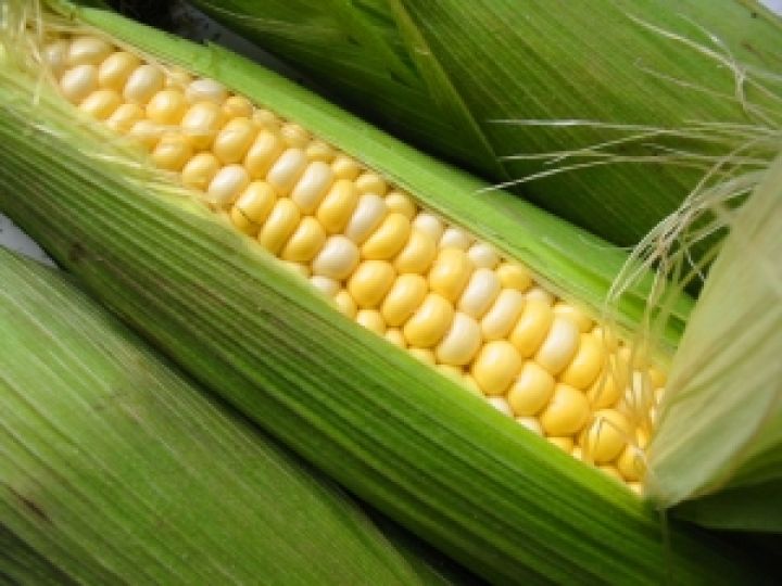 Япония закупила 500 тыс. тонн американской кукурузы