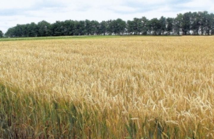 Определен порядок подачи документов для госкомпенсации страхования озимой пшеницы 