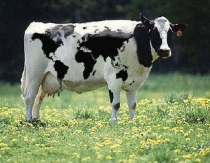 В Австралии дорожает молочный скот 