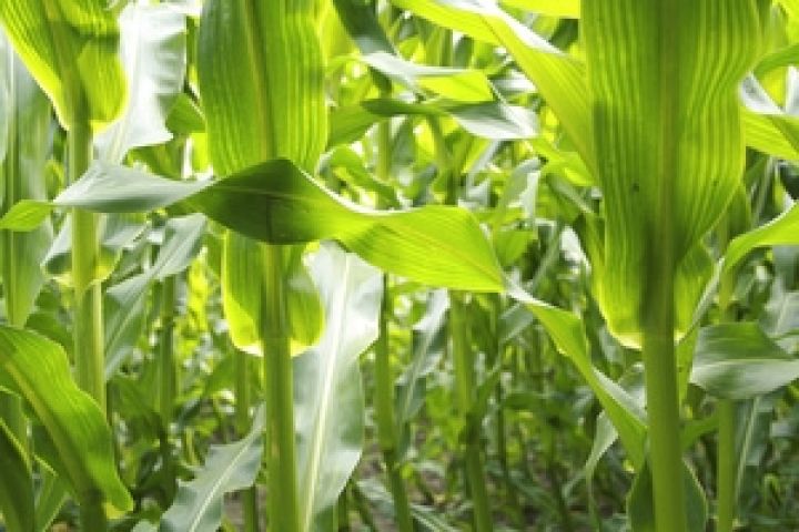 США продали кукурузу Японии