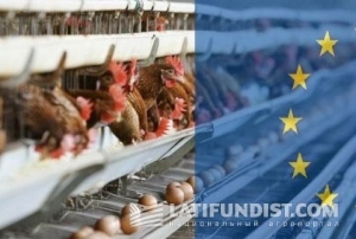 Украинская курятина уйдет на экспорт в ЕС