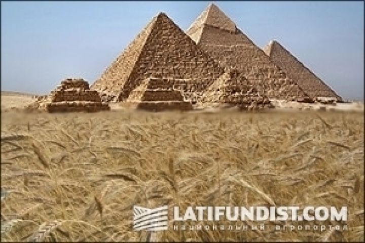 Египет исключил Украину из поставщиков зерна