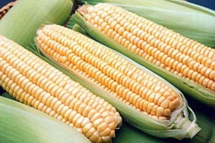 Болгария. Производство кукурузы снизится на 26% из-за засухи