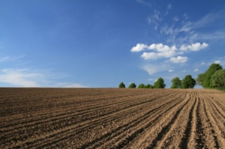 Озимые зерновые в Украине взошли на 92% площадей