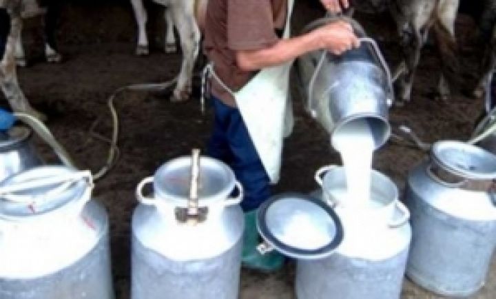 С начала года производство молока в Украине увеличилось на 2,7%