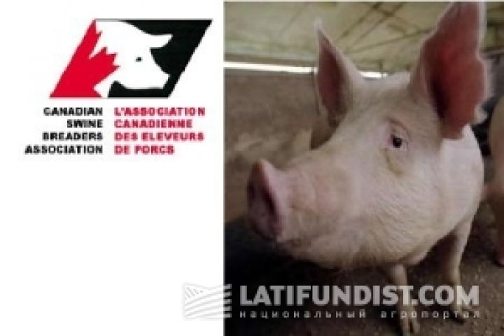 Канадская свиноводческая компания выходит на украинский рынок