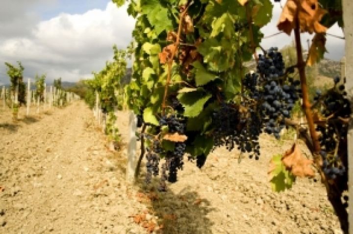 Около половины виноградников Крыма достигли критического возраста