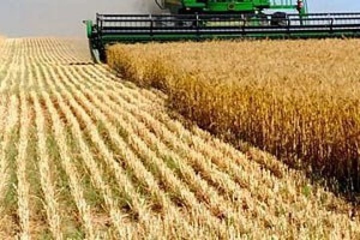 Состояние американской пшеницы ухудшается с каждой неделей