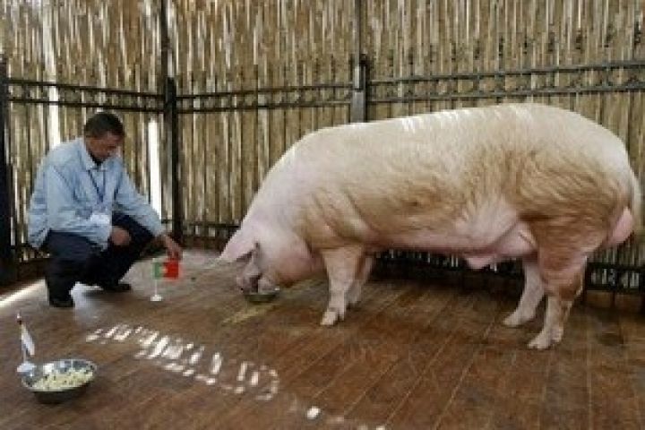  Беларусь ввела запрет на ввоз свинины из Московской области и Латвии