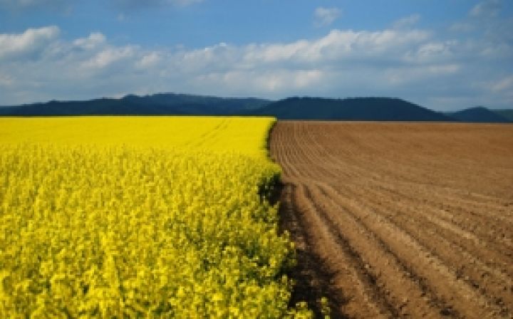 Украина в ожидании высокого урожая рапса? 
