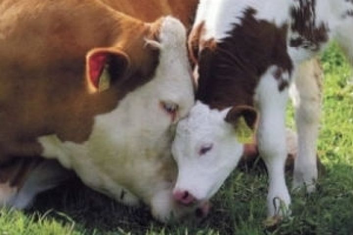 Турция поможет провести идентификацию киргизских коров
