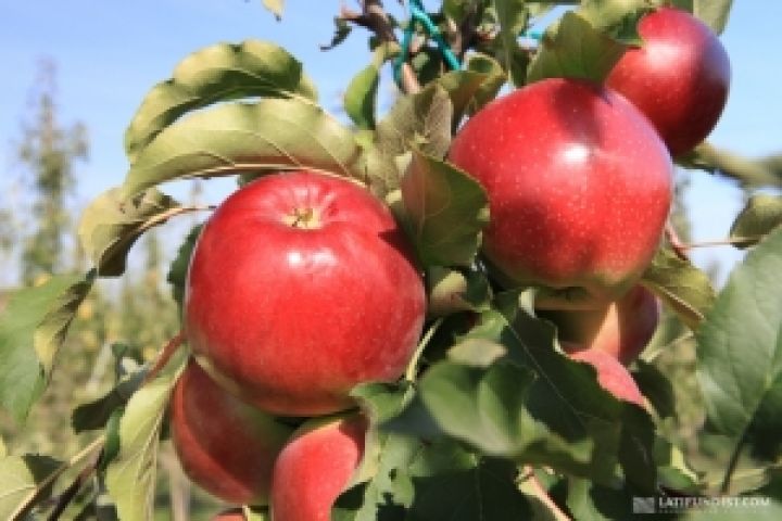 Украинским садоводам необходимо готовиться к новым ценовым реалиям рынка яблок
