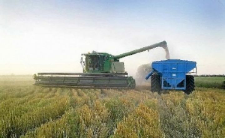 Стартовал международный проект по увеличению урожайности пшеницы