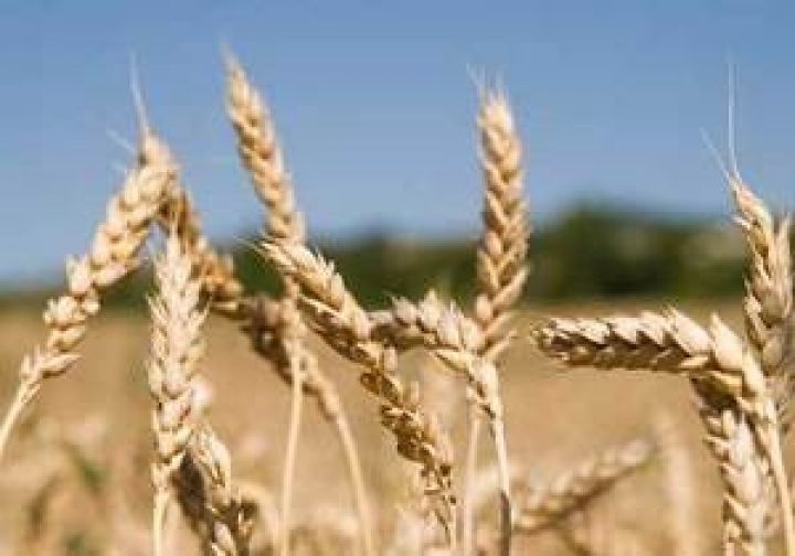 Трейдеры перестали заключать сделки по поставкам пшеницы из Украины