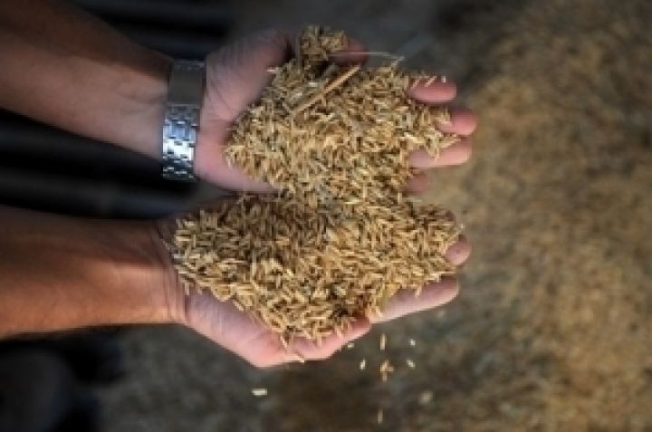 В Днепропетровской области должностные лица незаконно продали пшеницы на 9 млн грн