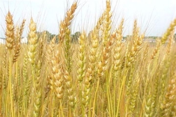 Япония объявила тендер по системе SBS по закупке пшеницы и ячменя 