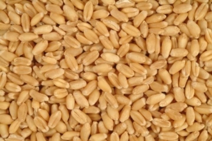 Великобритания может остаться нетто-импортером пшеницы