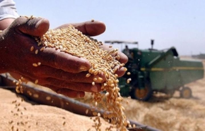Министерство сельского хозяйства США снизили прогноз урожая зерна в Украине