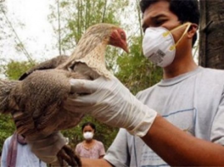 В Китае зафиксирована вспышка птичьего гриппа	