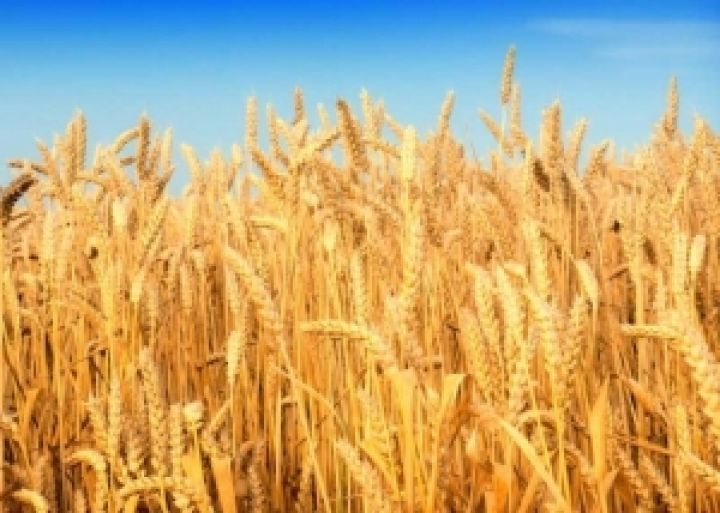 Иран за восемь месяцев импортировал 4,5 млн. тонн пшеницы