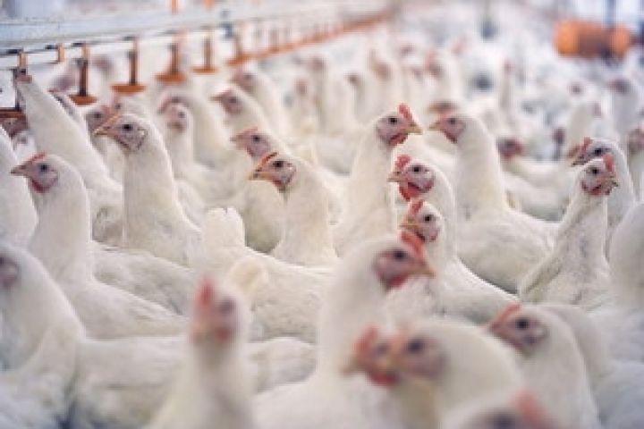 Украина в 2013 году может увеличить производство курятины на 14-15%