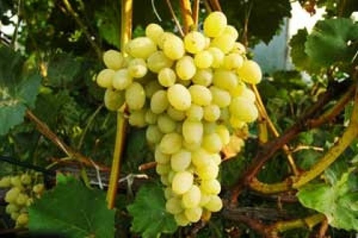 Молдова сократила на 20% экспорт столового винограда за последние 5 лет