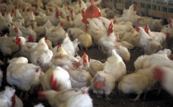 Европейская комиссия планирует проверить украинские птицефермы в мае 2013 года 