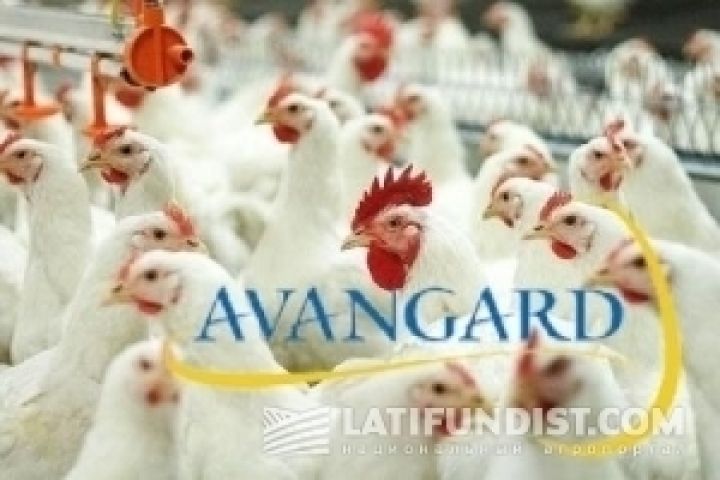 Агрохолдинг Авангард увеличил производство яиц на 3%