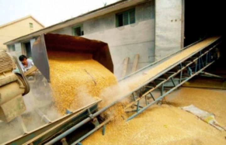 Агрофонд предложит зернотрейдерам купить 300 тыс. тонн пшеницы для экспорта