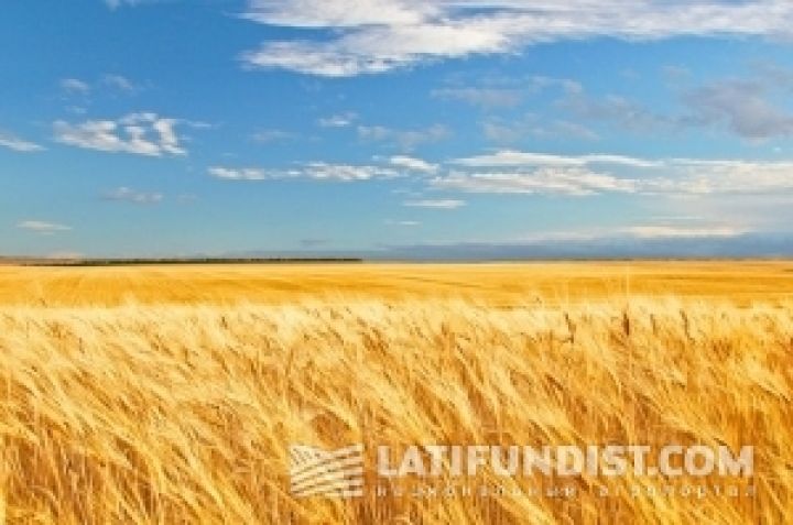 Мировой кризис может усилить позиции Украины на аграрных рынках