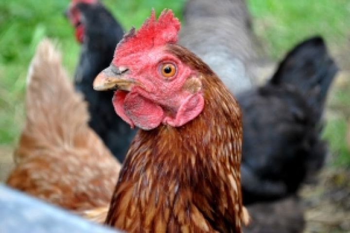 Россия увеличила объемы производства мяса птицы