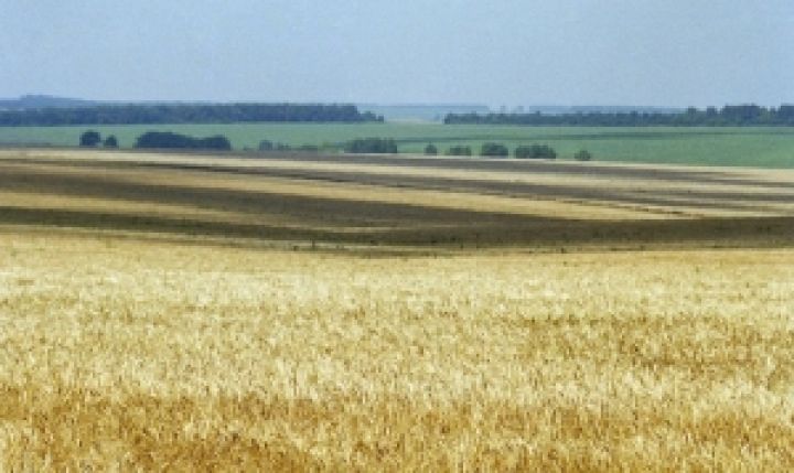В Украине могут быть значительно увеличены посевные площади под пшеницу