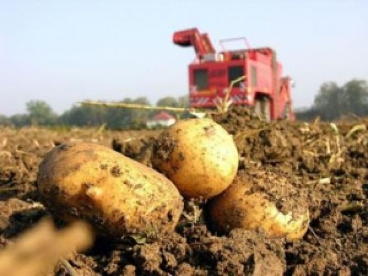 Болгария. 70 тыс. тонн картофеля пойдет на свалку