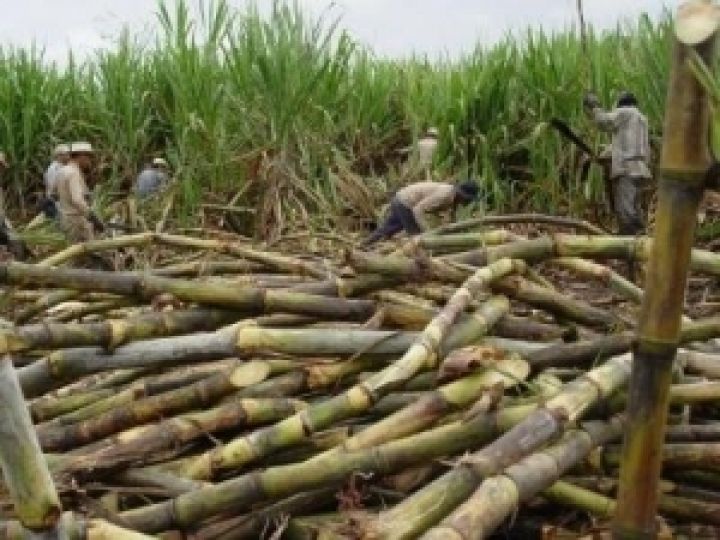 Сахарный тростник «подводит» Таиланд