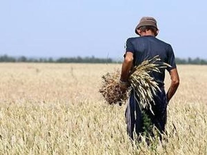 Россия. Названа ключевая проблема зернопроизводителей