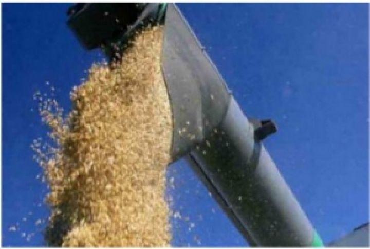 Великобритания. Импорт пшеницы вдвое превысил экспорт