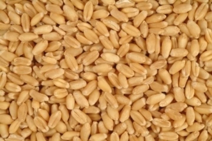 Индия. Задержка сева пшеницы негативно повлияет на урожайность