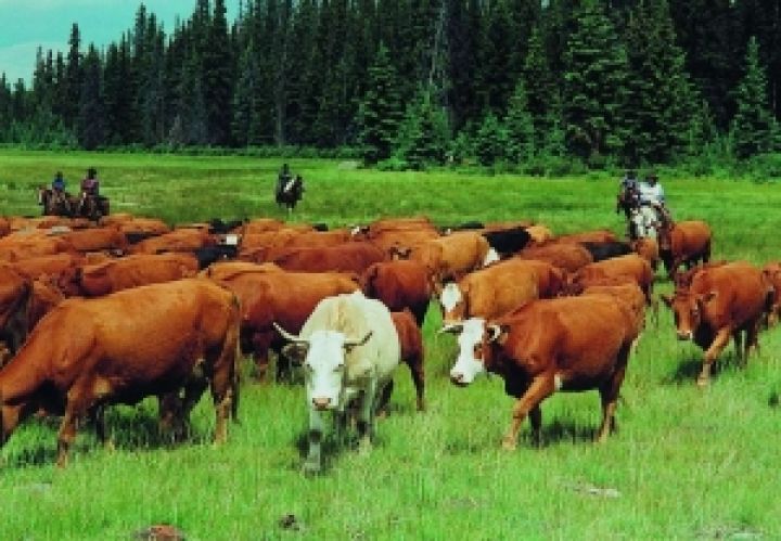Россельхознадзор ограничил поставки скота из Швеции