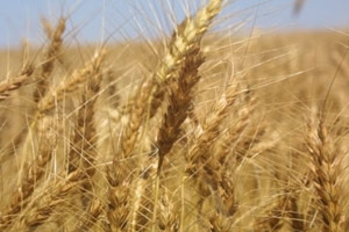 Австралия недовольна урожаем пшеницы