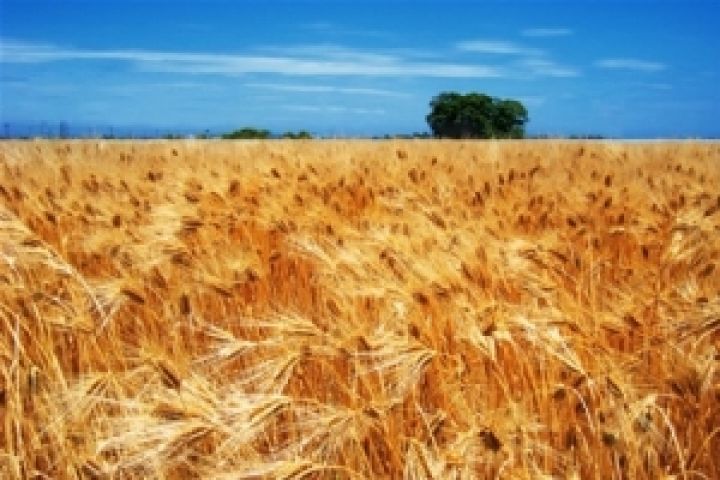 Украина в следующем году может произвести около 56 млн тонн зерна