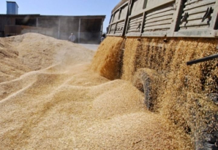 Украина собрала третий по объему урожай зерна за годы независимости 