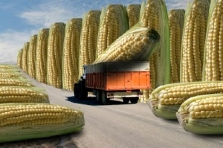 Польша легализовала ГМО... с одним НО
