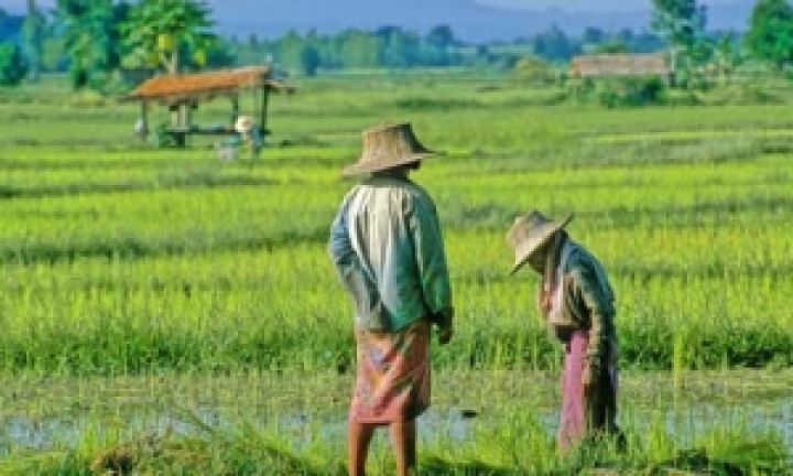 Таиланд потерял статус крупнейшего мирового экспортера риса